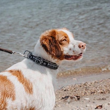 He likes long walks on the beach in his District Dog Collar 🌊
➖
About our Dog Collars 🐕 | Cycle Dog custom branded dog products are made with reclaimed bike inner-tube rubber and hand-sewn in Portland, Oregon. 50% of the profits from every Distric