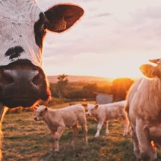 Eliminating brewing waste and fuelling our farms